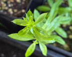 Galium triflorum