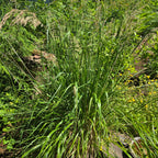 Calamagrostis nutkaensis