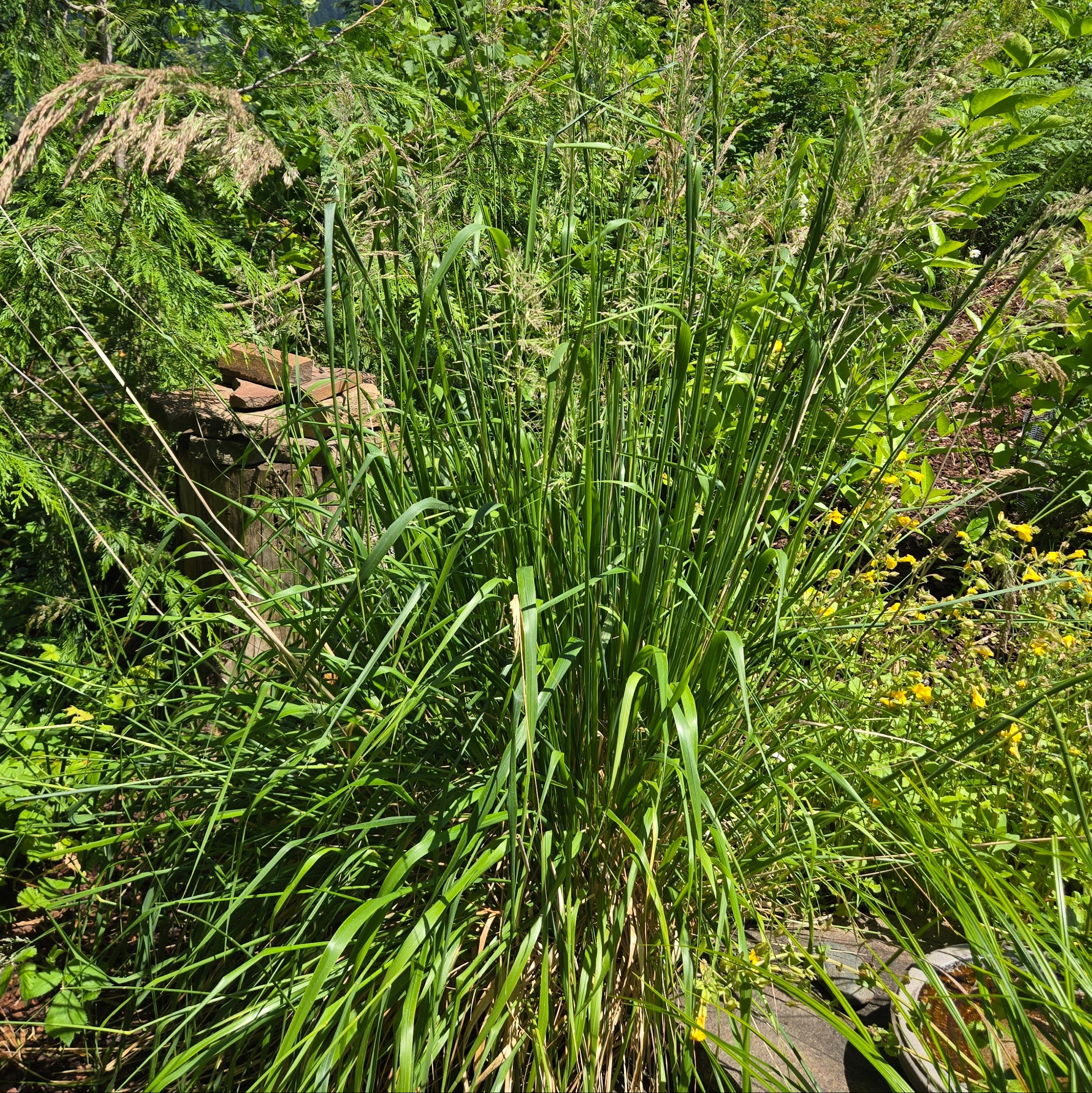 Calamagrostis nutkaensis