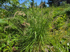 Calamagrostis nutkaensis