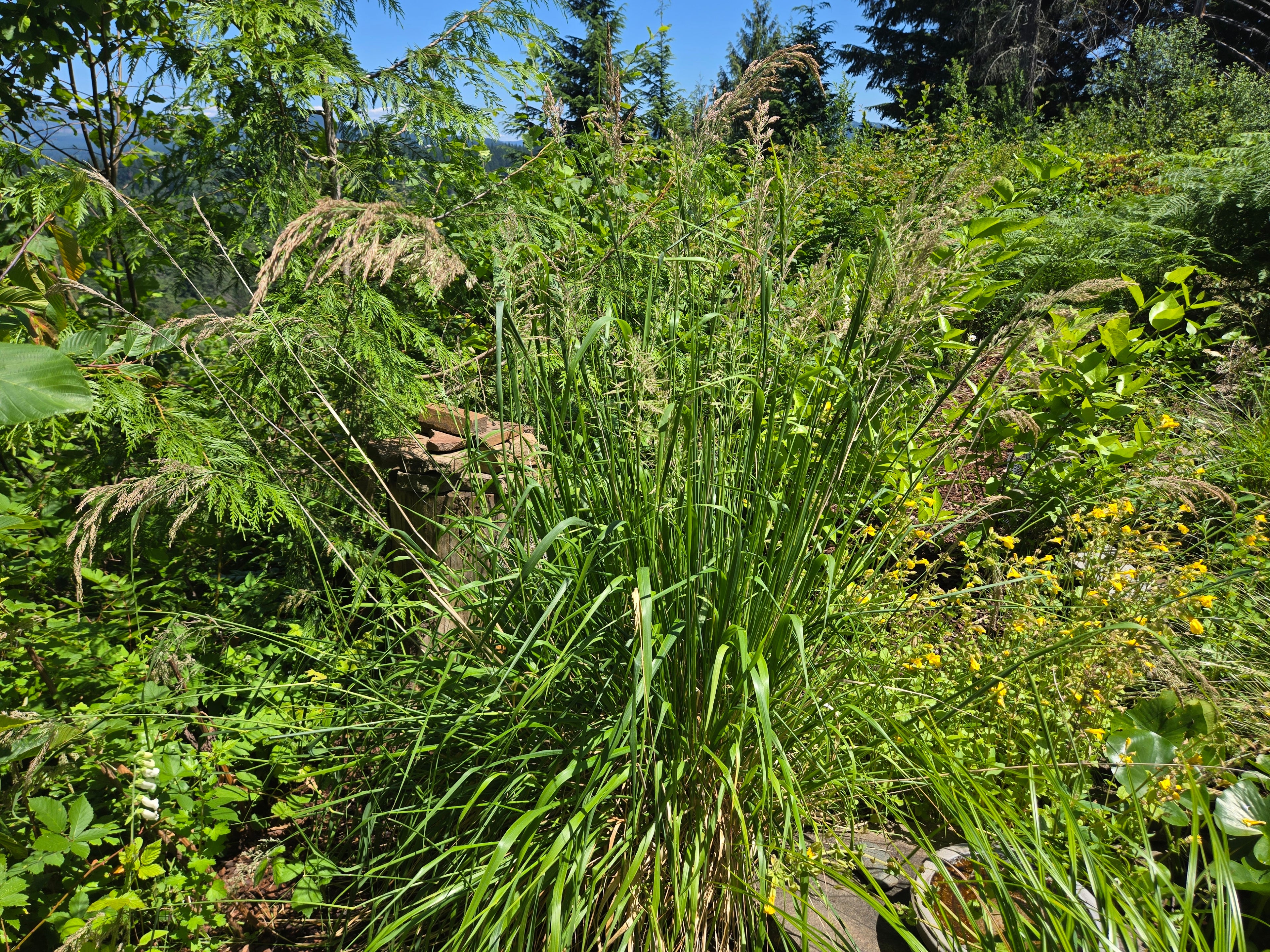 Calamagrostis nutkaensis
