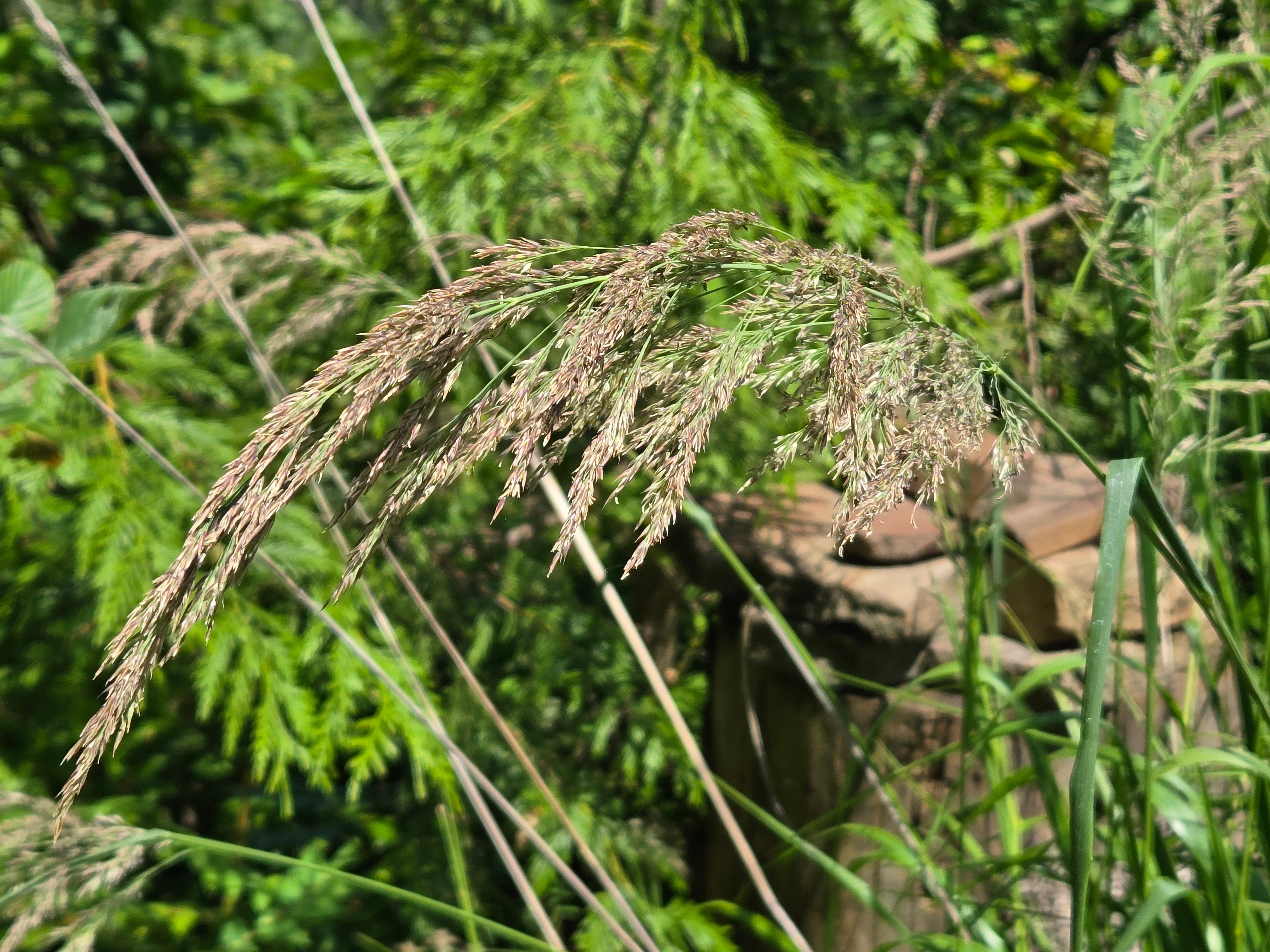 Calamagrostis nutkaensis