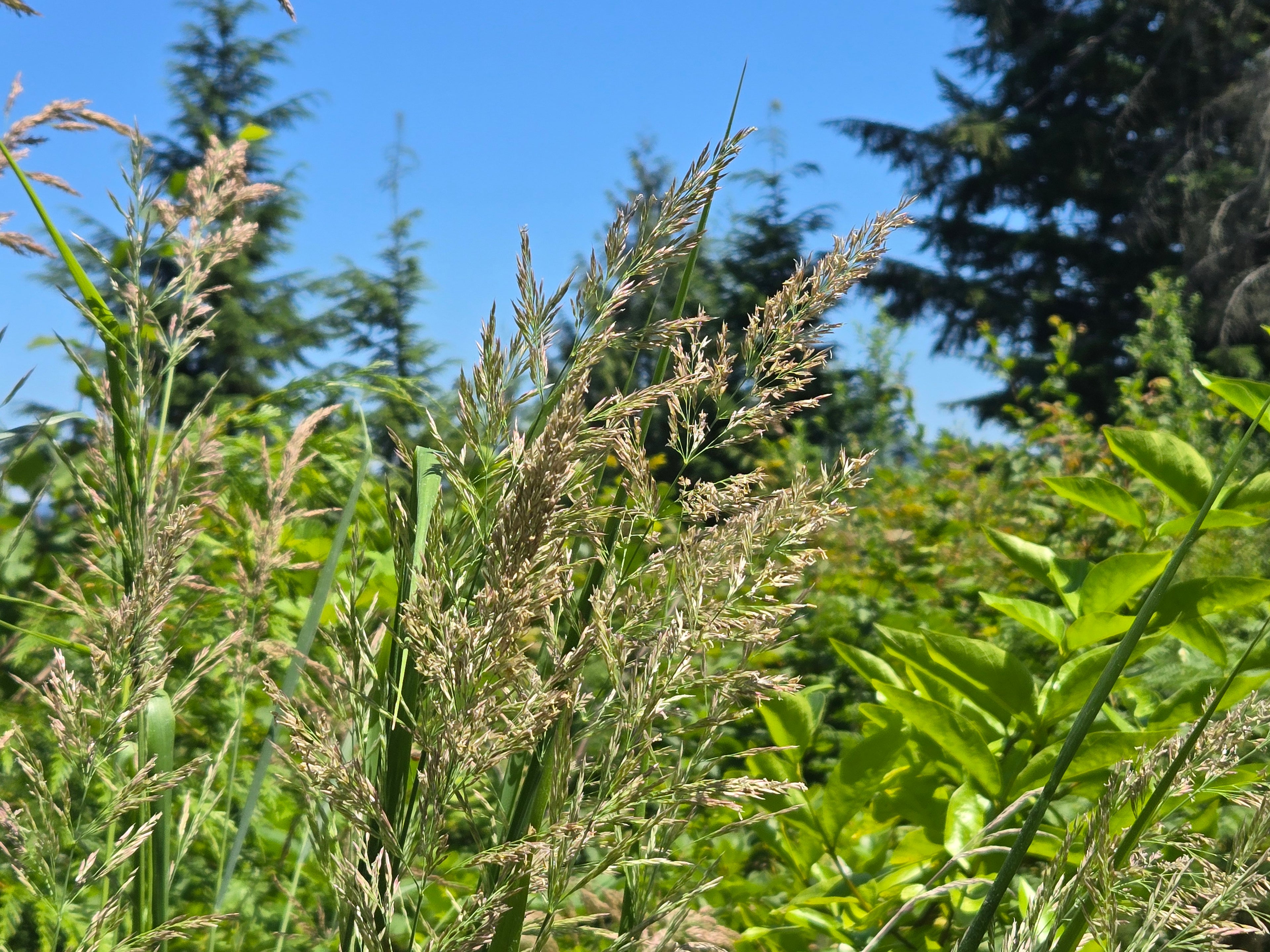 Calamagrostis nutkaensis