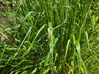 Calamagrostis nutkaensis