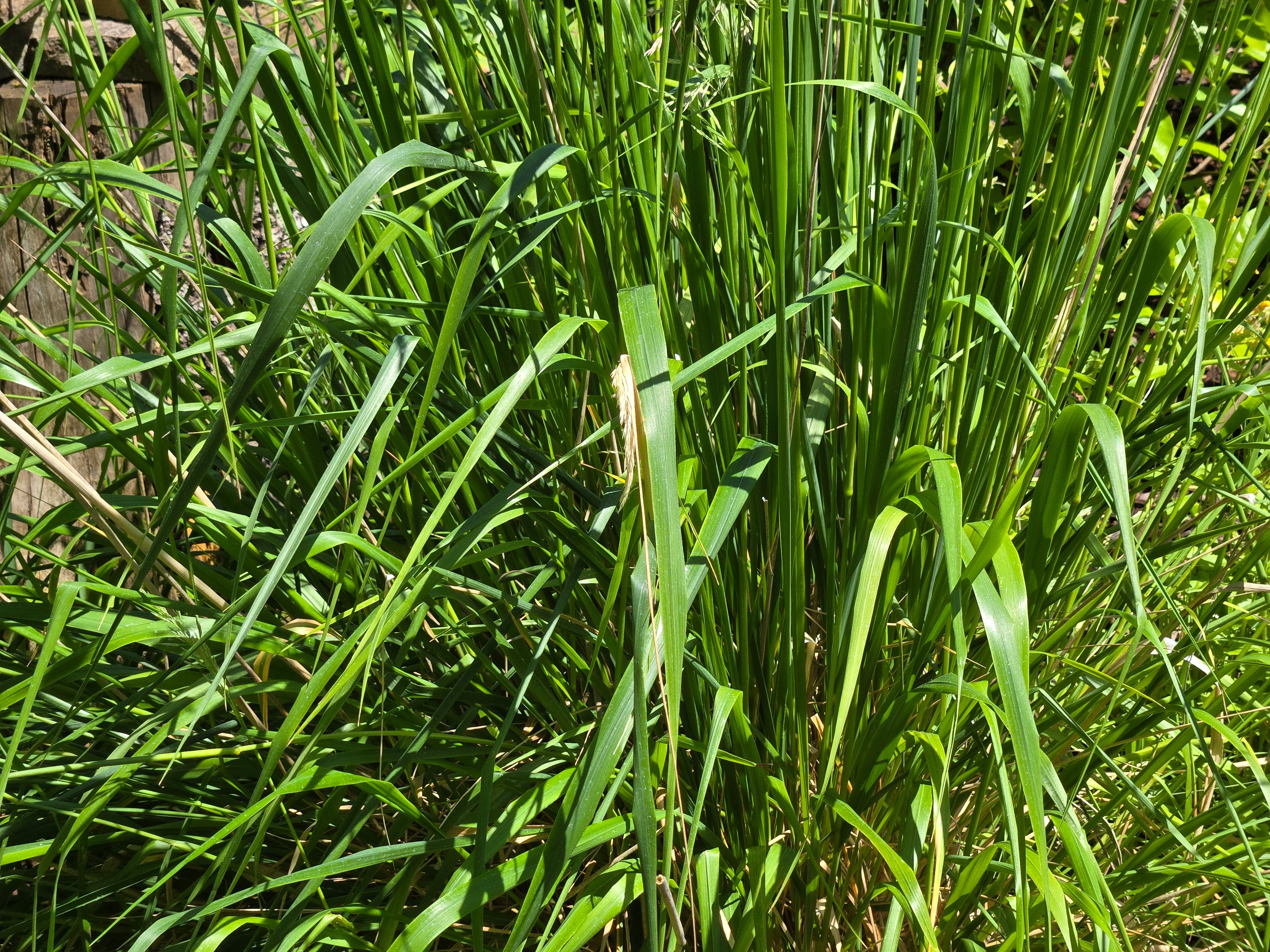 Calamagrostis nutkaensis