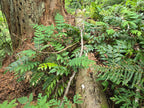 Mahonia nervosa