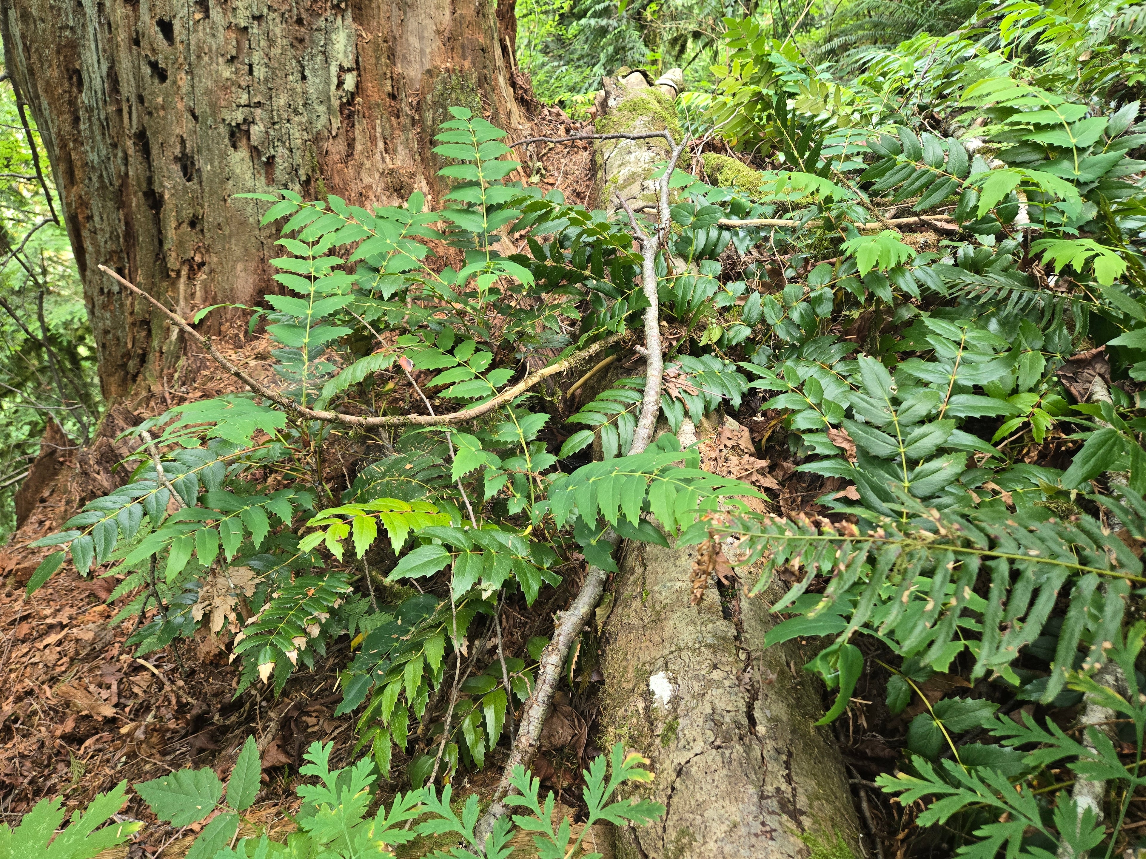 Mahonia nervosa