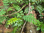Mahonia nervosa
