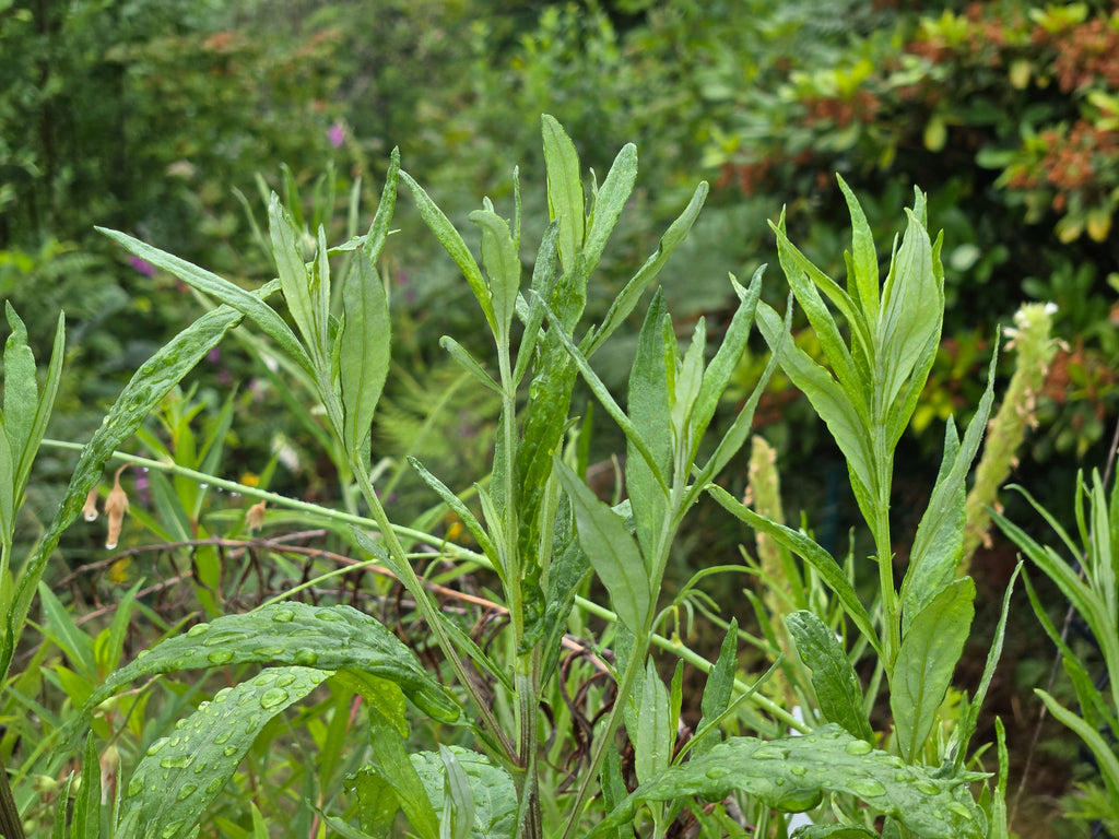 Artemisia douglasiana