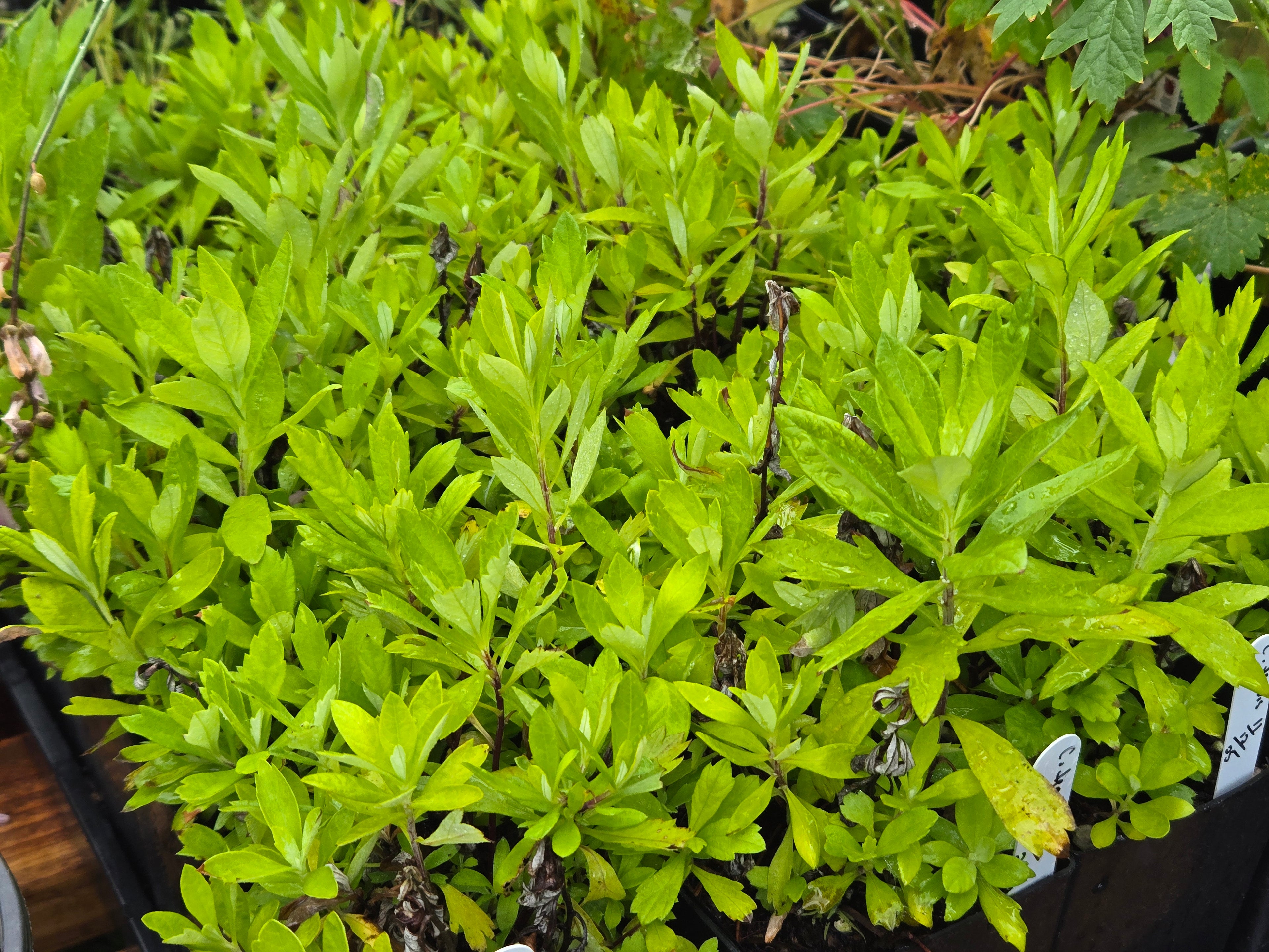 Artemisia douglasiana