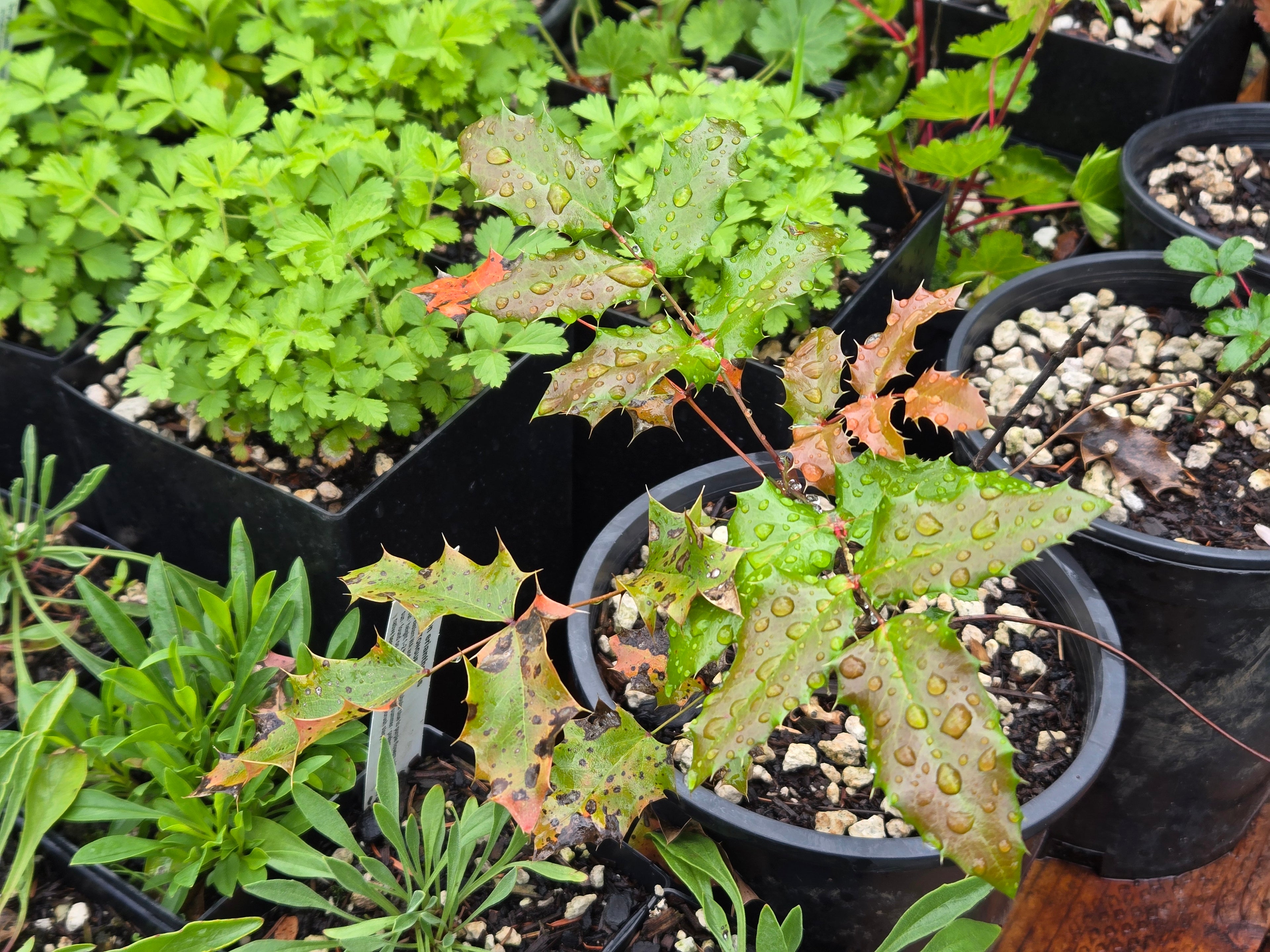 Mahonia nervosa