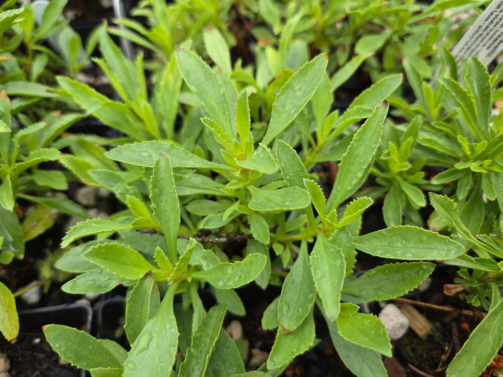 Penstemon deustus