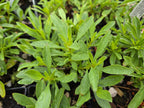 Penstemon deustus