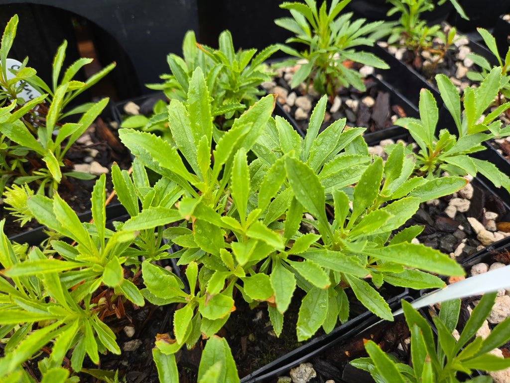 Penstemon deustus