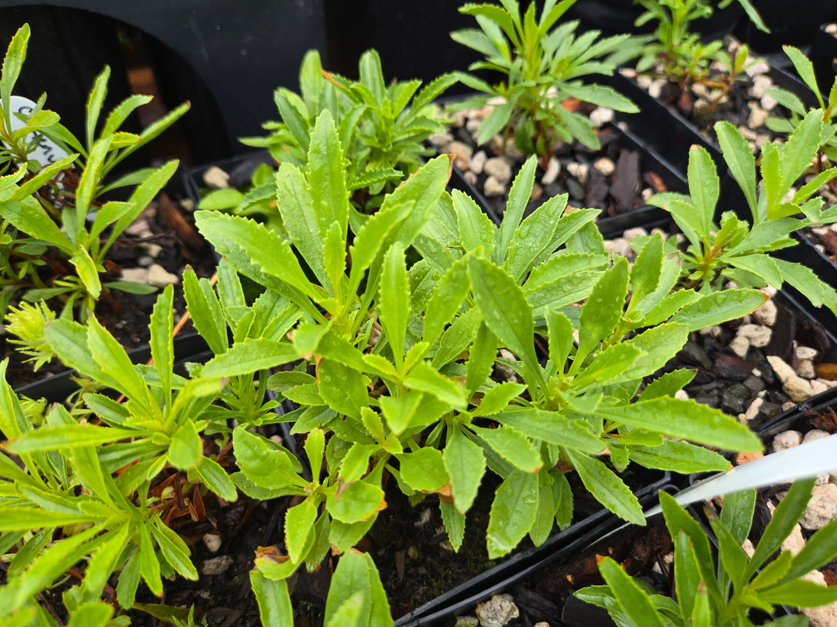 Penstemon deustus