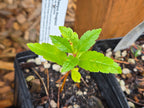 Crataegus douglasii