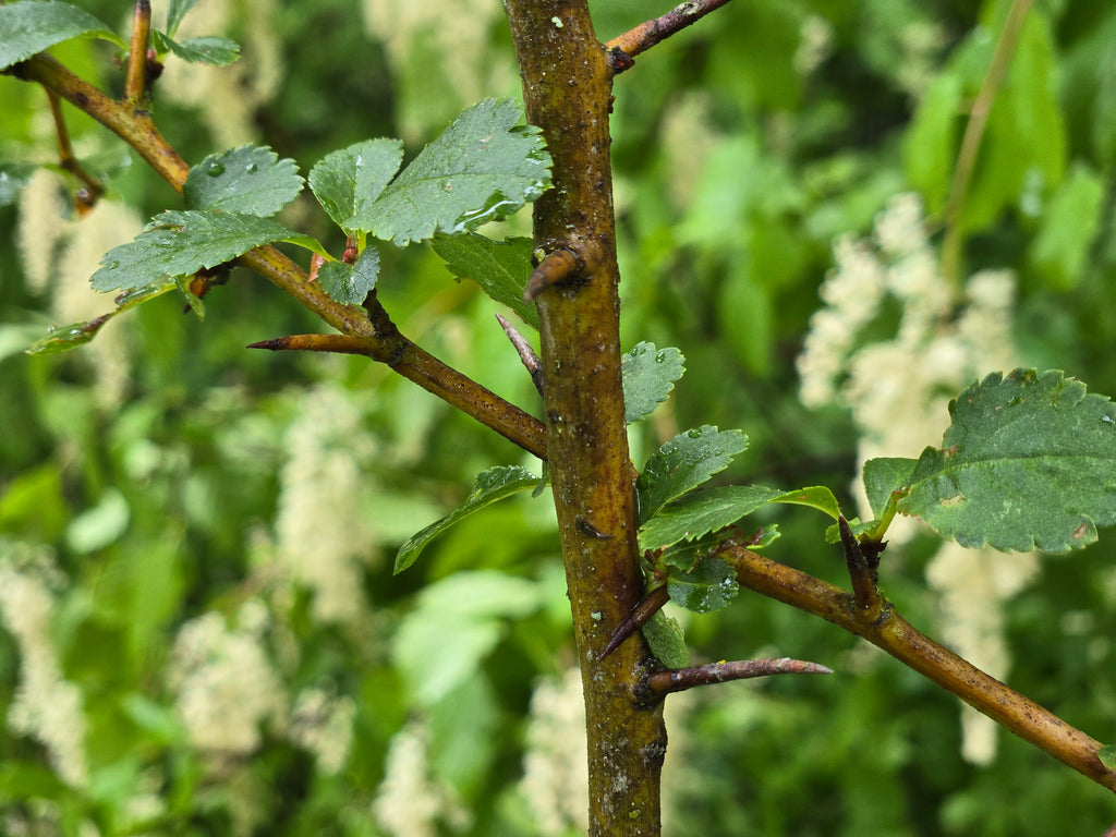 Crataegus douglasii
