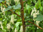 Crataegus douglasii