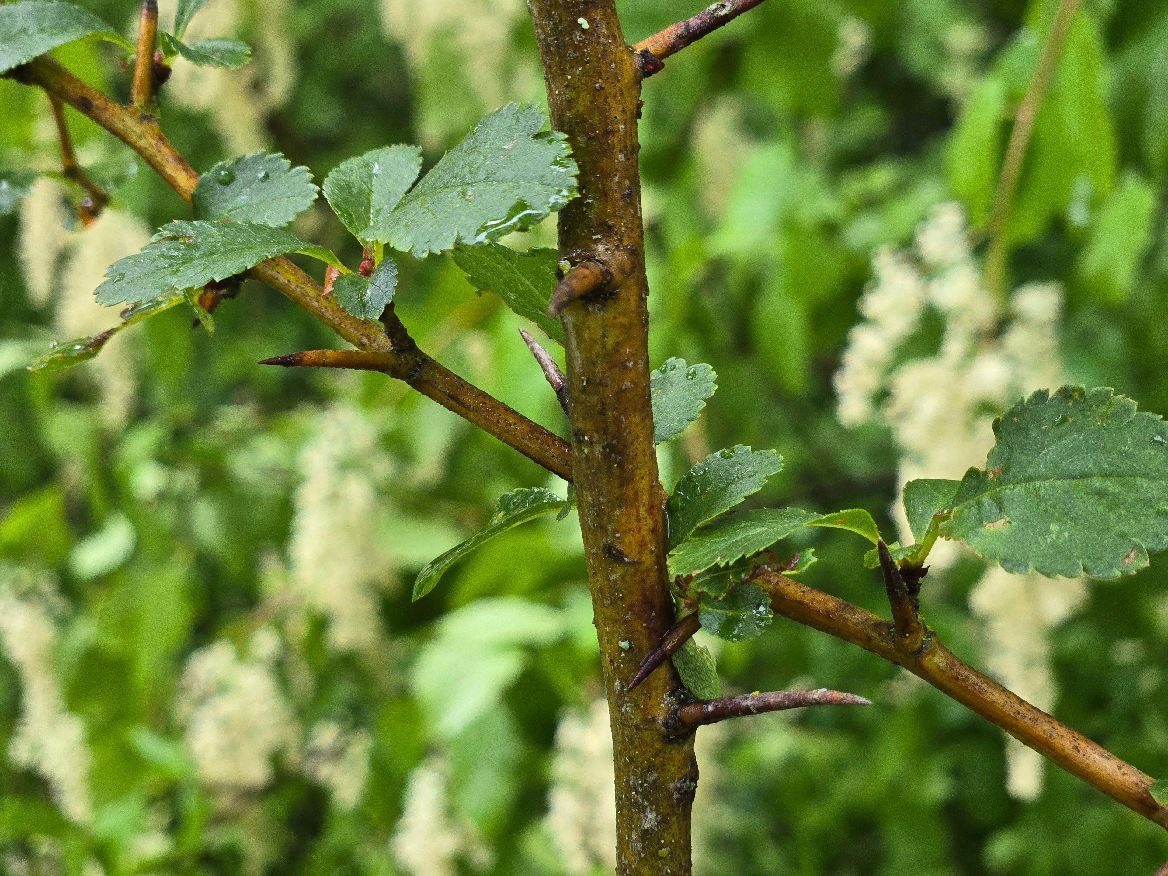 Crataegus douglasii