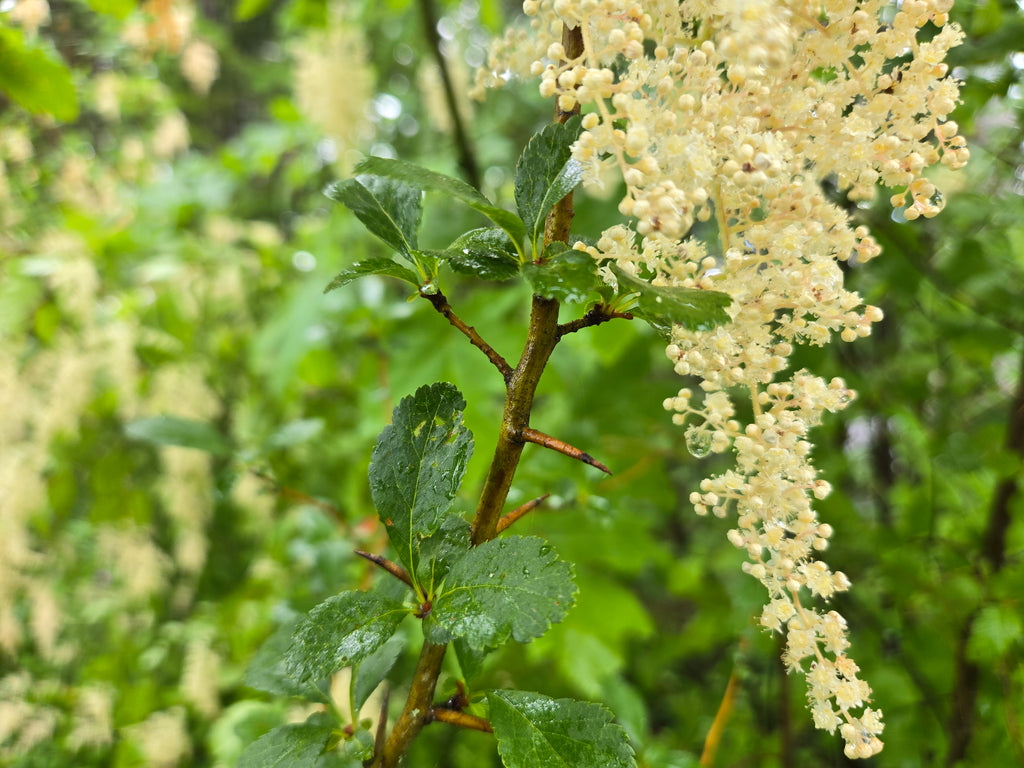 Crataegus douglasii