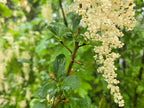 Crataegus douglasii