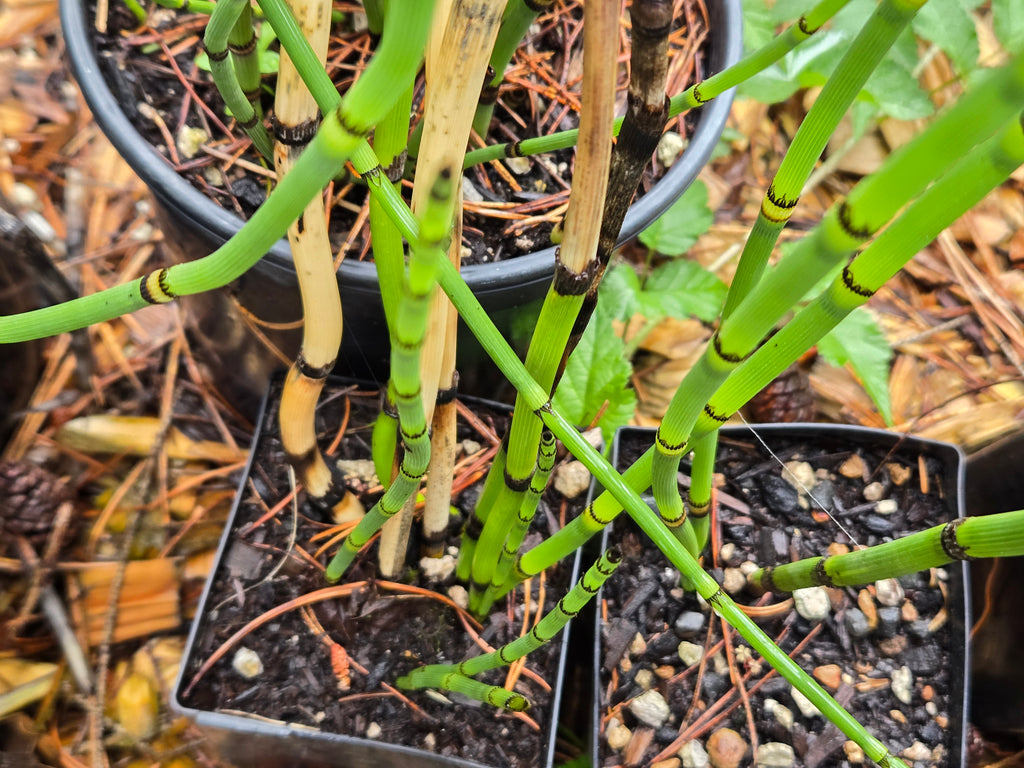 Equisetum hyemale