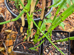 Equisetum hyemale