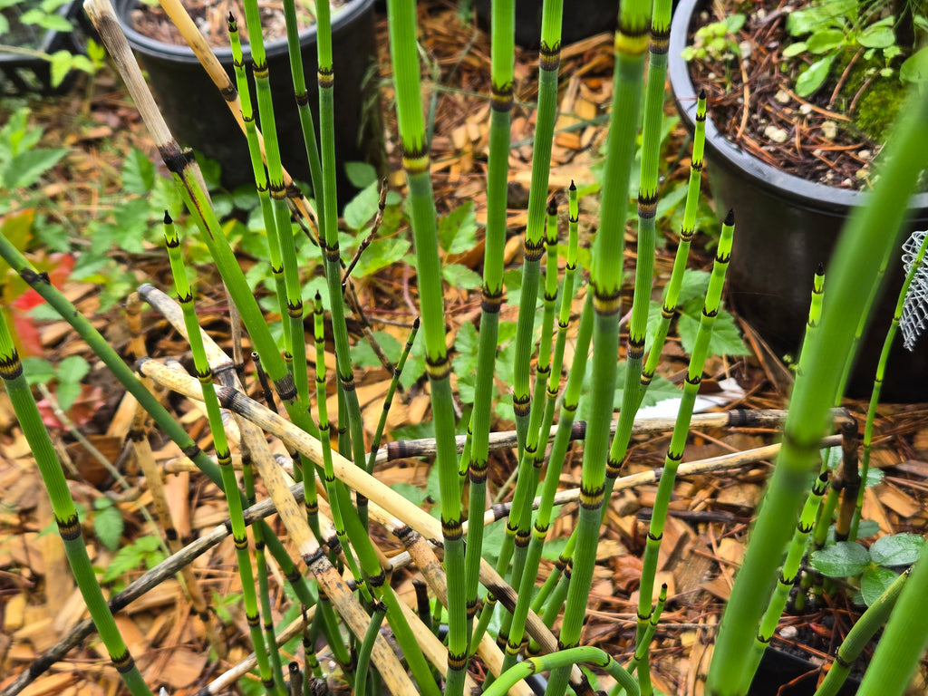 Equisetum hyemale