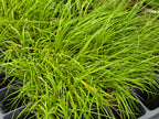 Danthonia californica