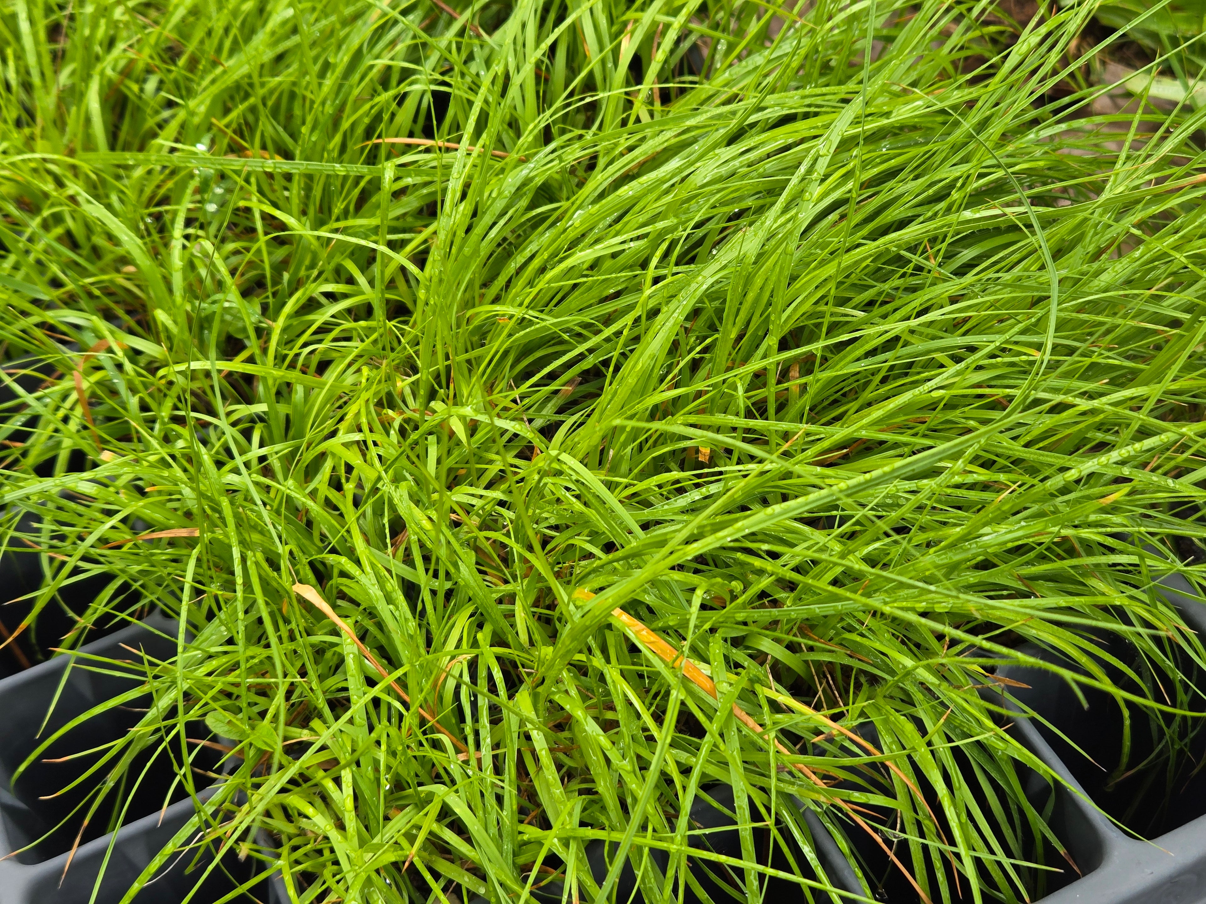 Danthonia californica