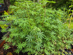 Lupinus albicaulis