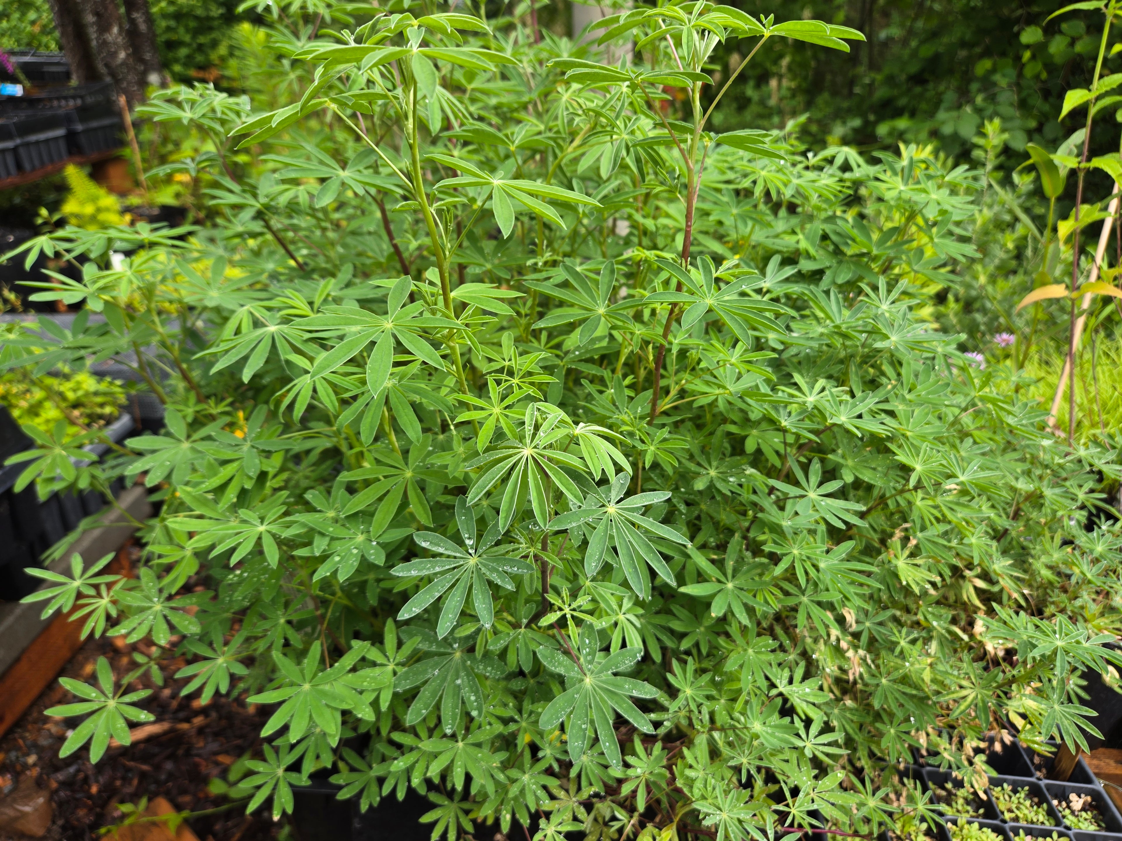 Lupinus albicaulis