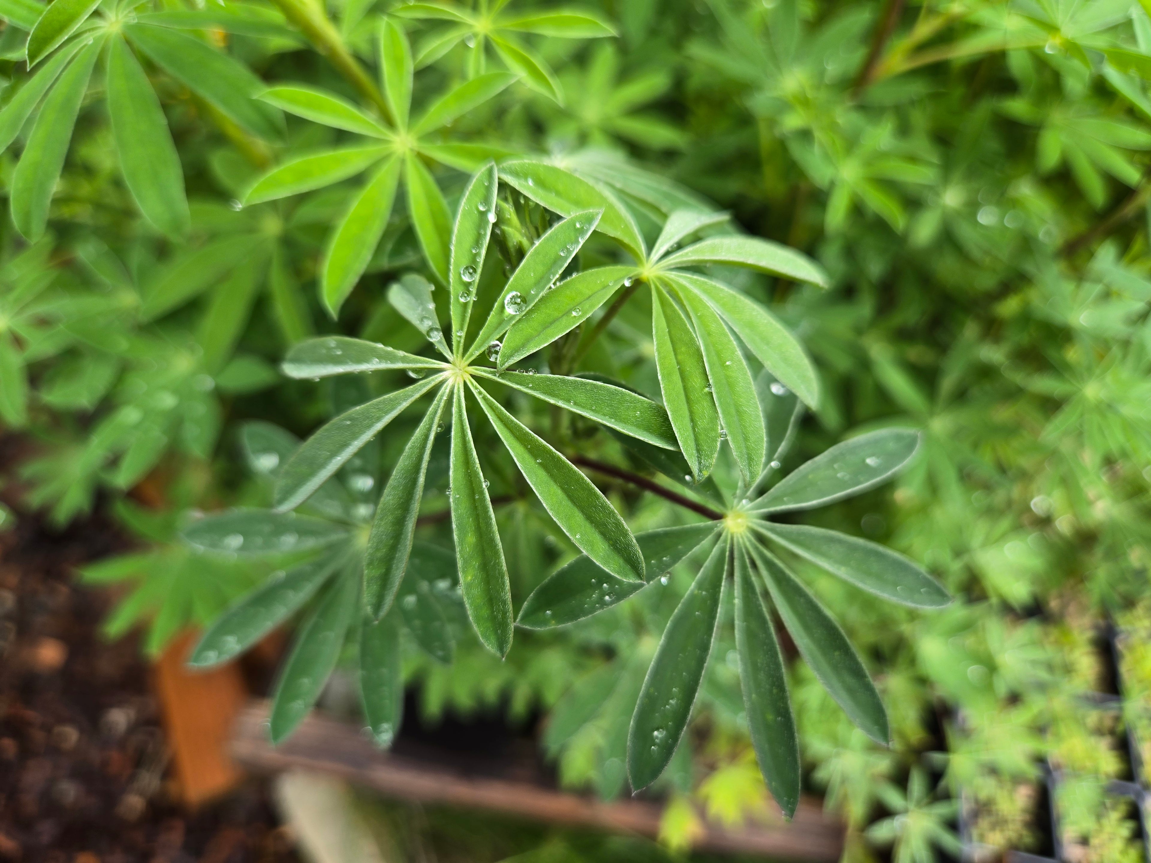 Lupinus albicaulis