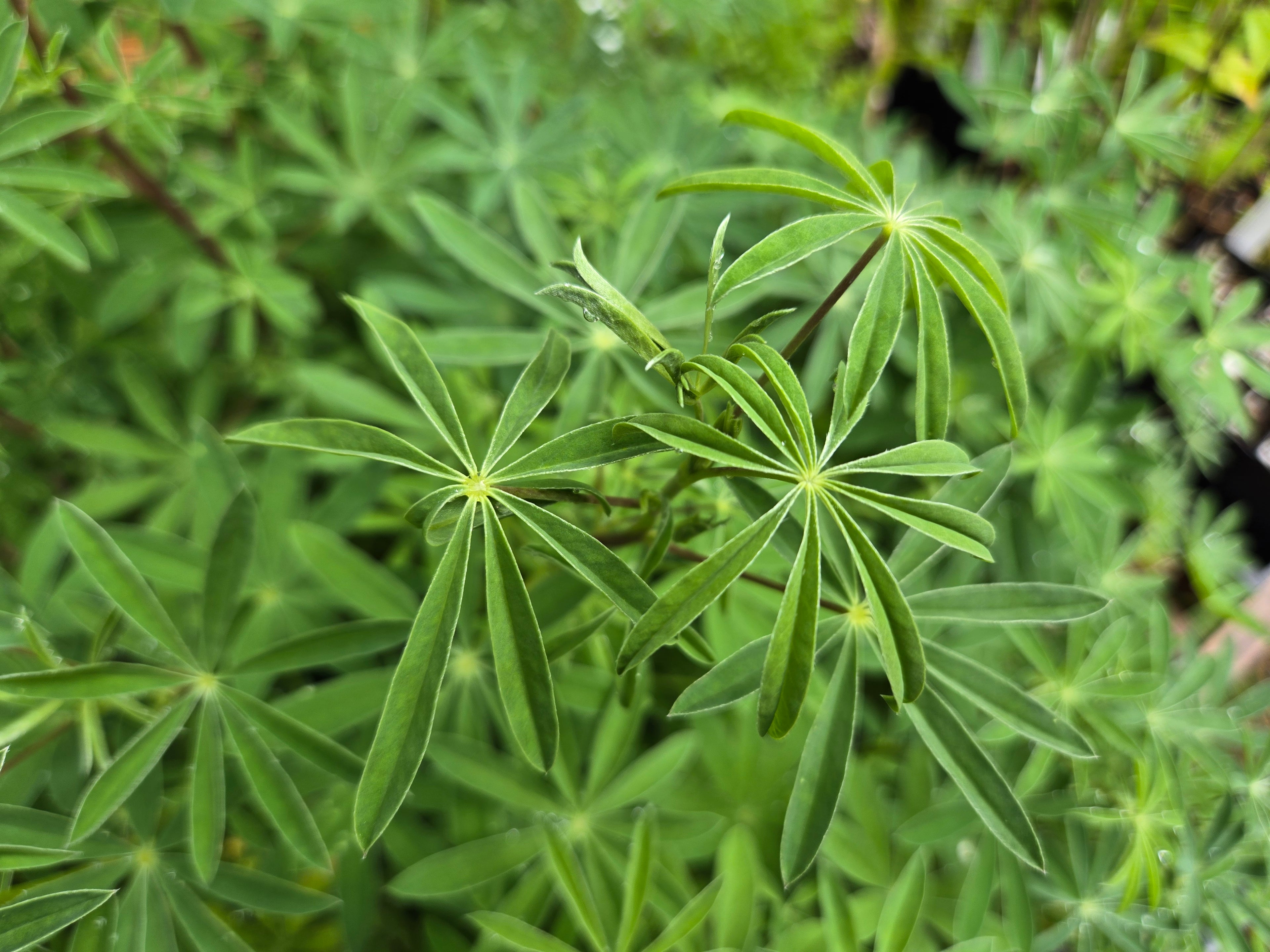 Lupinus albicaulis
