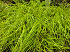 Danthonia californica