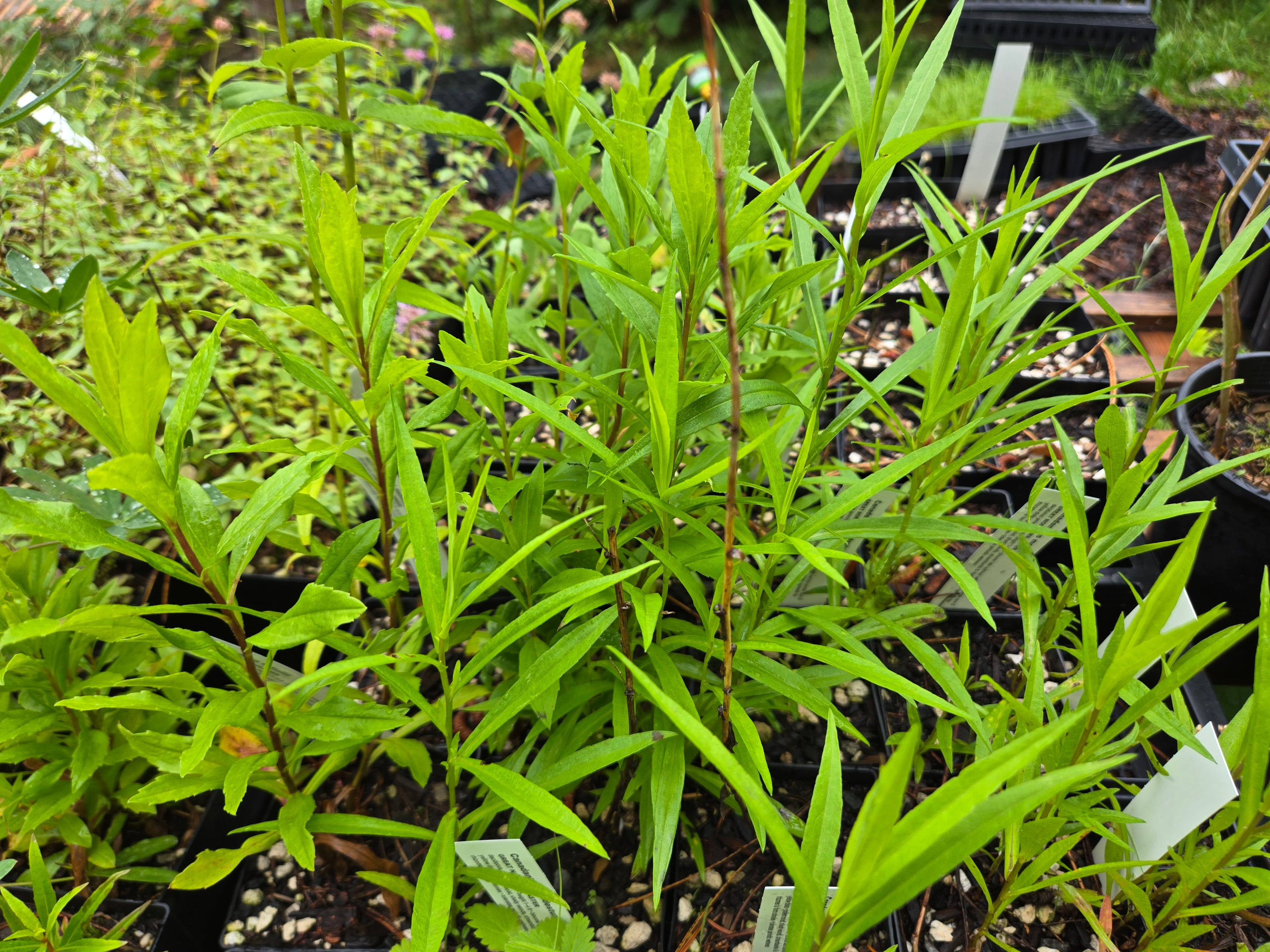 Canadanthus modestus