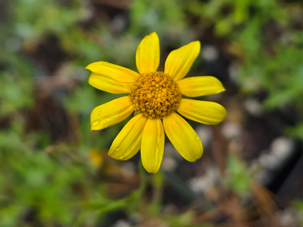 Eriophyllum lanatum