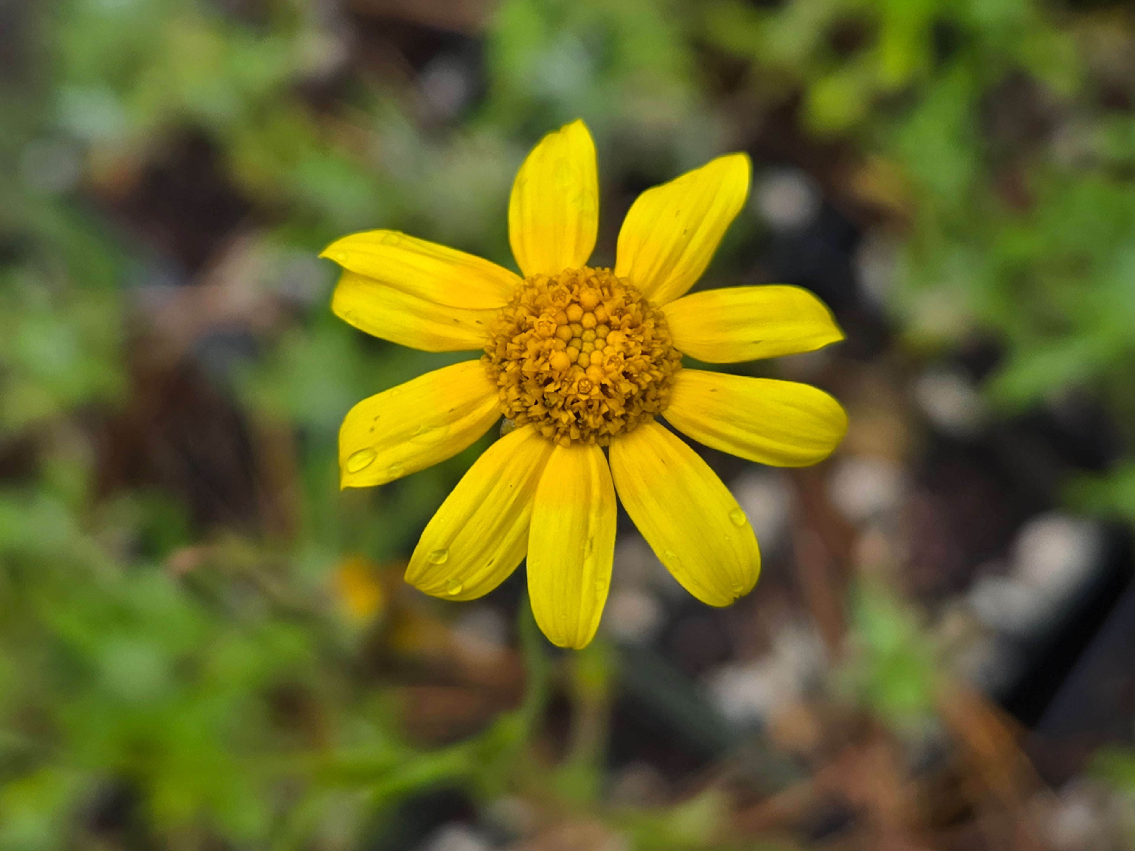 Eriophyllum lanatum