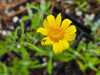 Eriophyllum lanatum