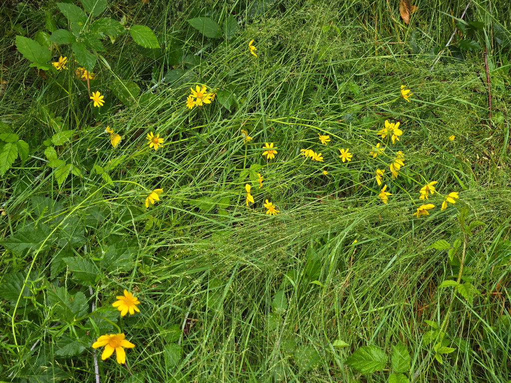 Eriophyllum lanatum