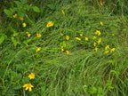 Eriophyllum lanatum