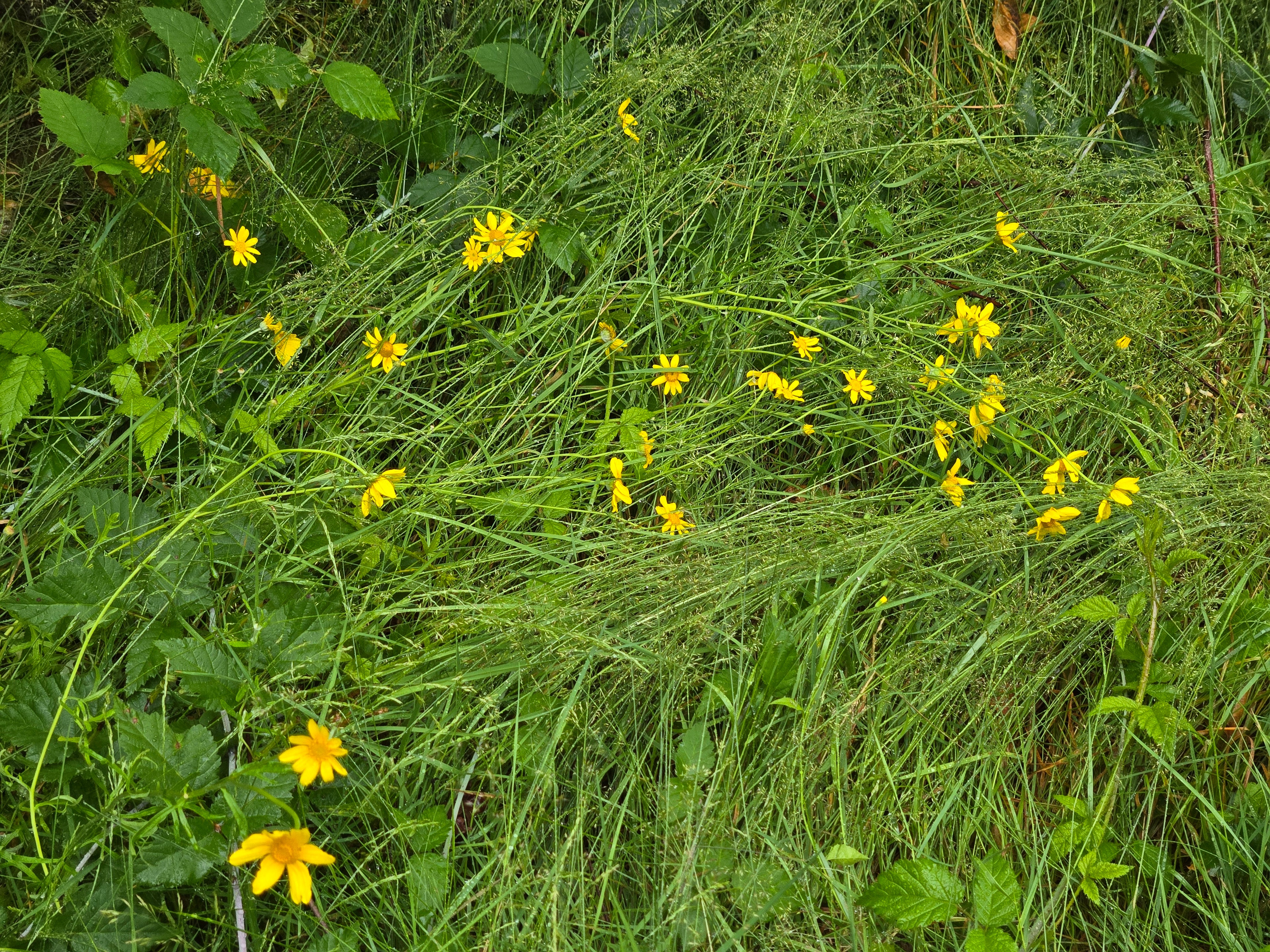 Eriophyllum lanatum