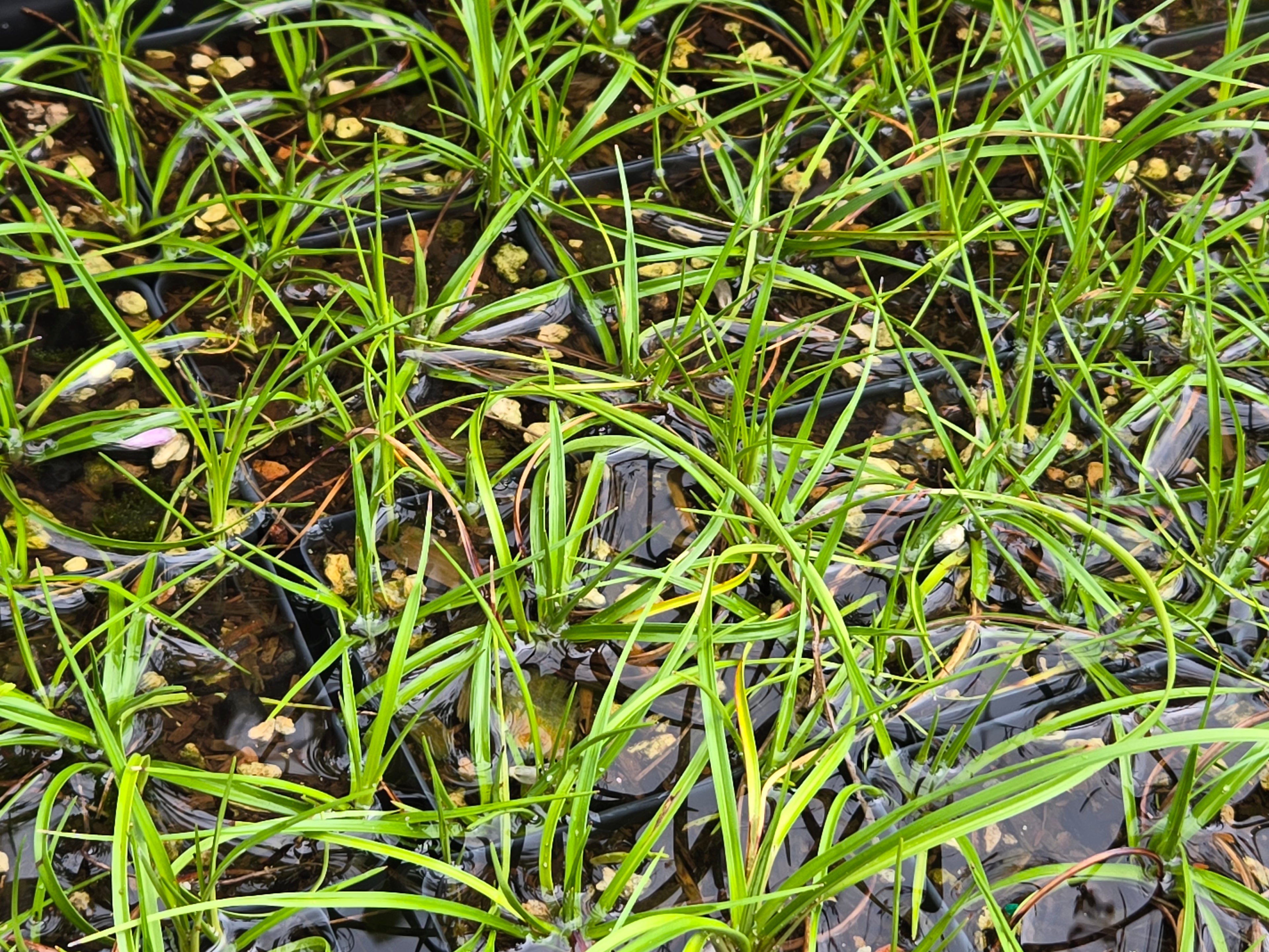 Eriophorum angustifolium