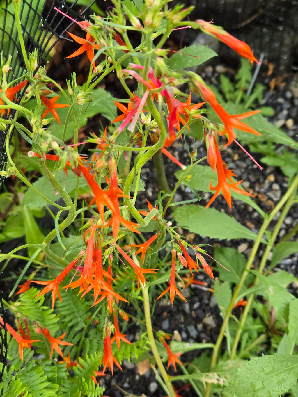 Ipomopsis aggregata