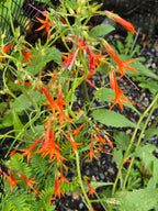 Ipomopsis aggregata