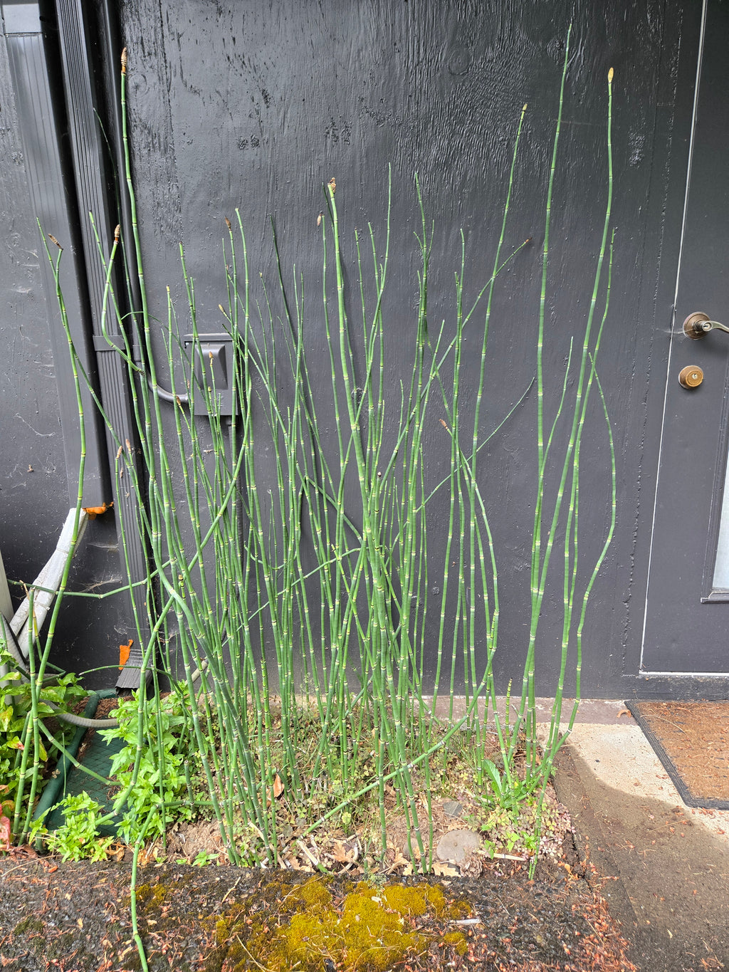 Equisetum hyemale