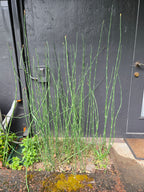 Equisetum hyemale