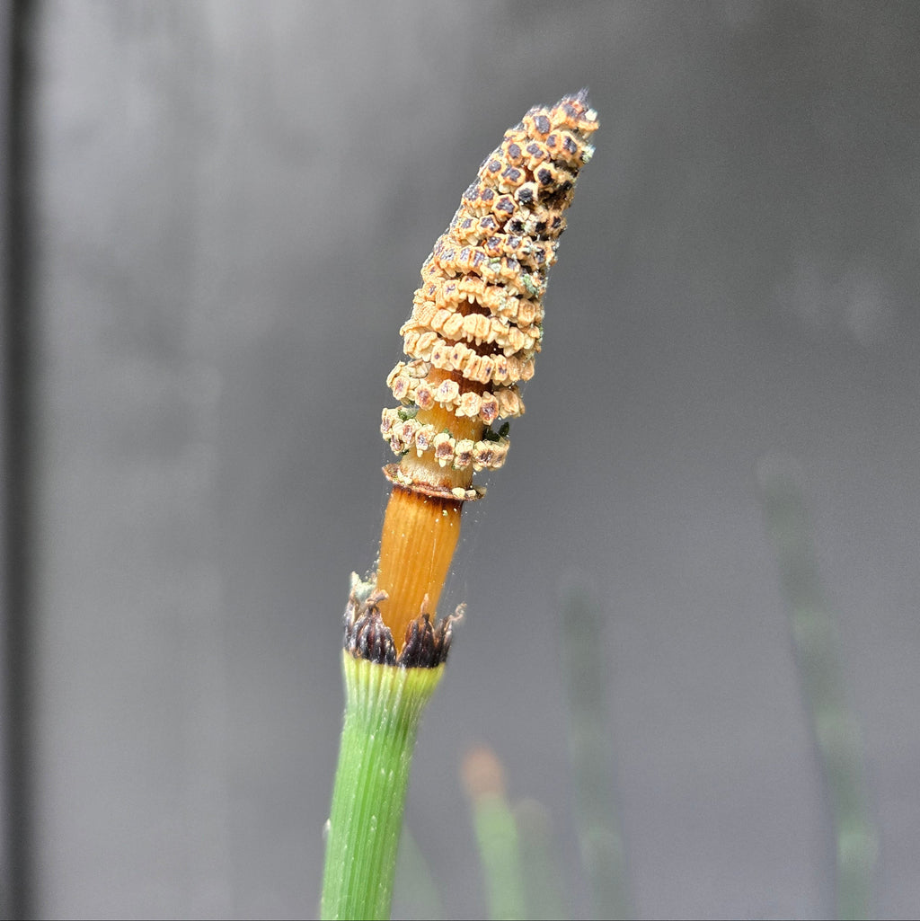 Equisetum hyemale