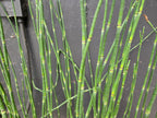 Equisetum hyemale