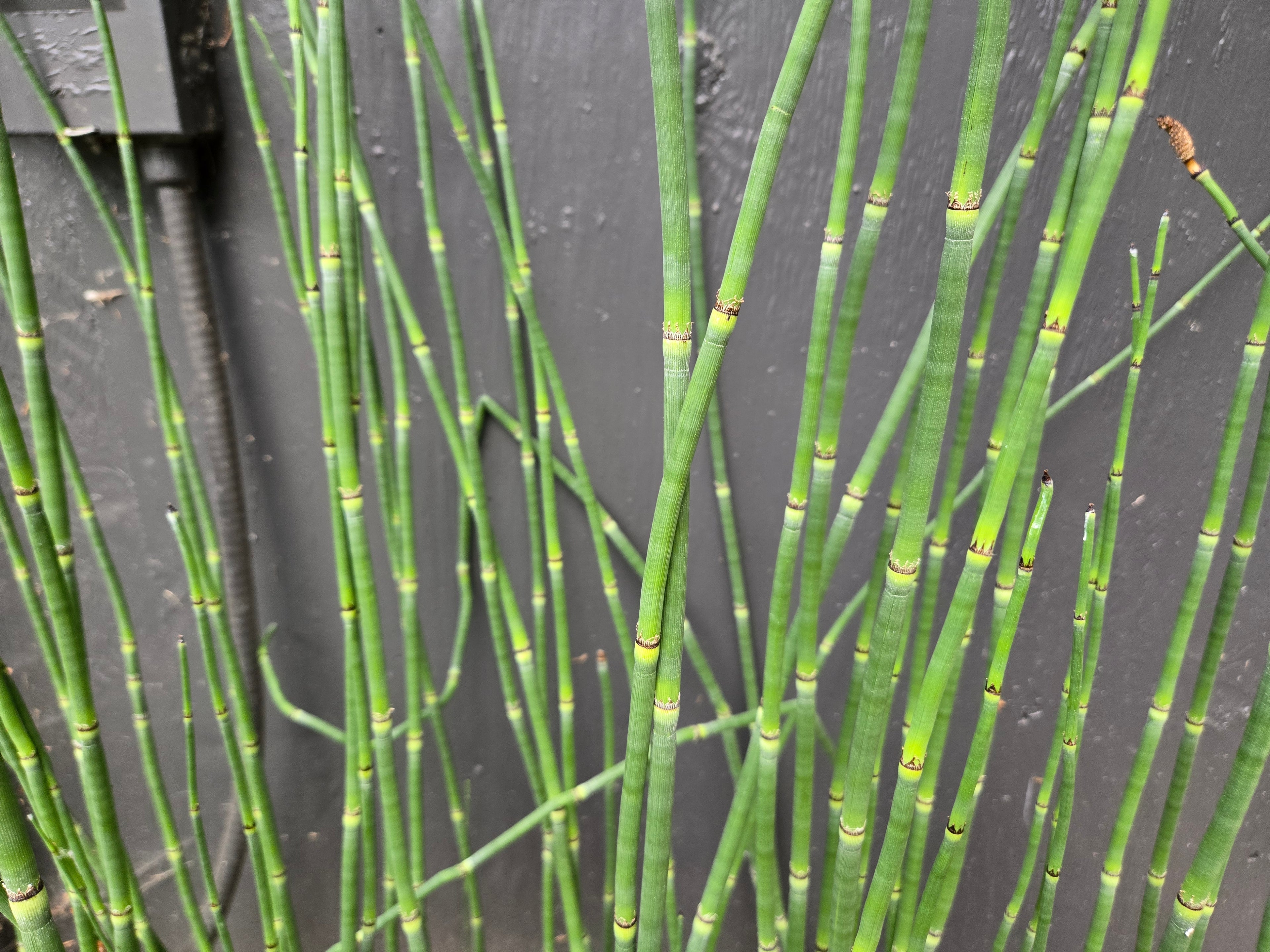 Equisetum hyemale